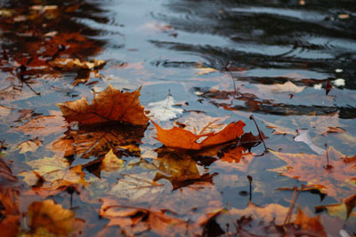 leaves in a rain puddle